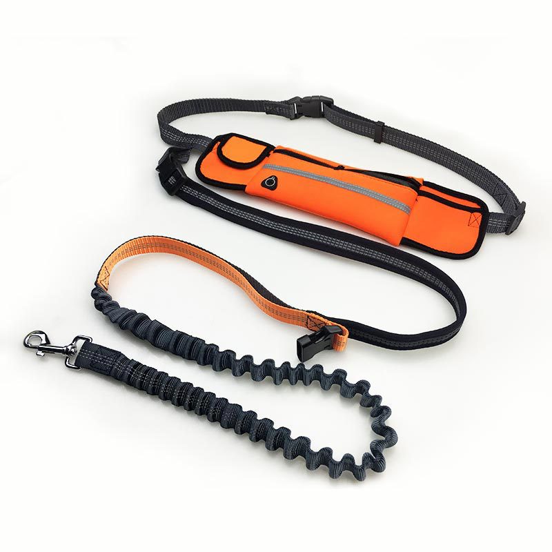 bungee leash