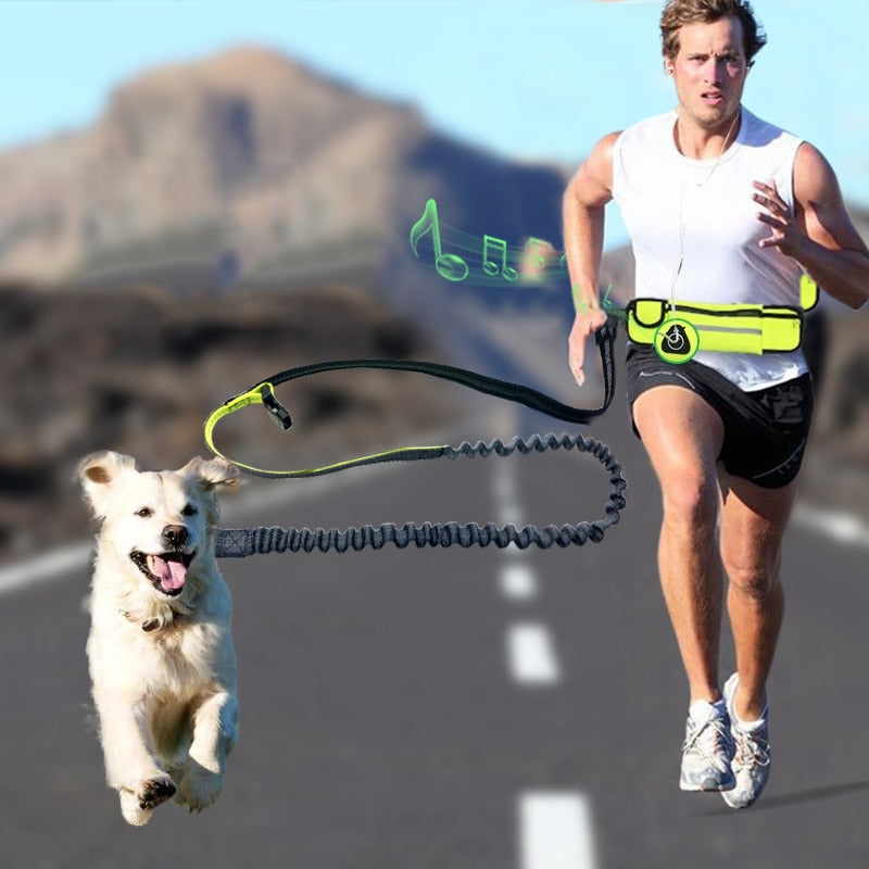 bungee leash
