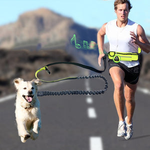 bungee leash