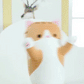 Kawaii Cute Cat Long Plush Pillow