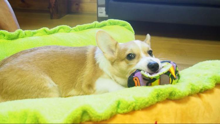 hot dog bed, hot dog dog bed, hot dog sofa, hot dog pet bed, hot dog bun dog bed