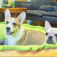 hot dog bed, hot dog dog bed, hot dog sofa, hot dog pet bed, hot dog bun dog bed