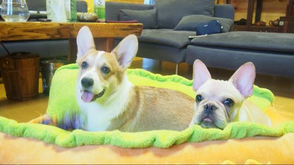 hot dog bed, hot dog dog bed, hot dog sofa, hot dog pet bed, hot dog bun dog bed