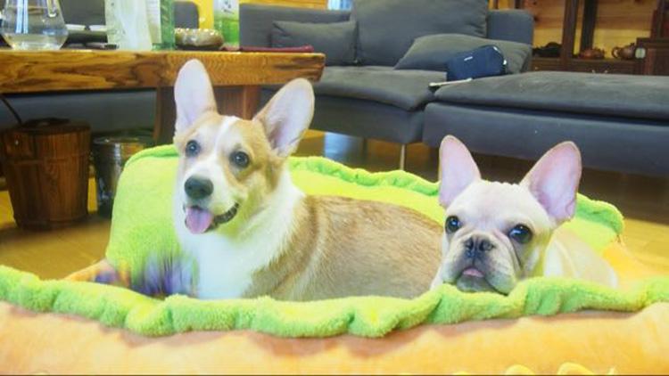 hot dog bed, hot dog dog bed, hot dog sofa, hot dog pet bed, hot dog bun dog bed