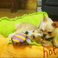 hot dog bed, hot dog dog bed, hot dog sofa, hot dog pet bed, hot dog bun dog bed