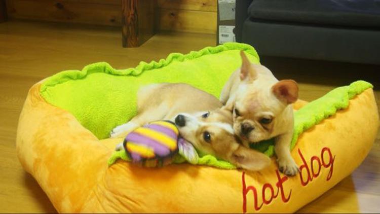 hot dog bed, hot dog dog bed, hot dog sofa, hot dog pet bed, hot dog bun dog bed